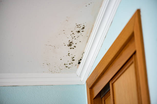 Best Black Mold Removal  in Kingston, PA