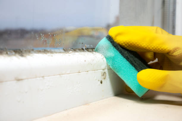 Trusted Kingston, PA Mold Removal Experts